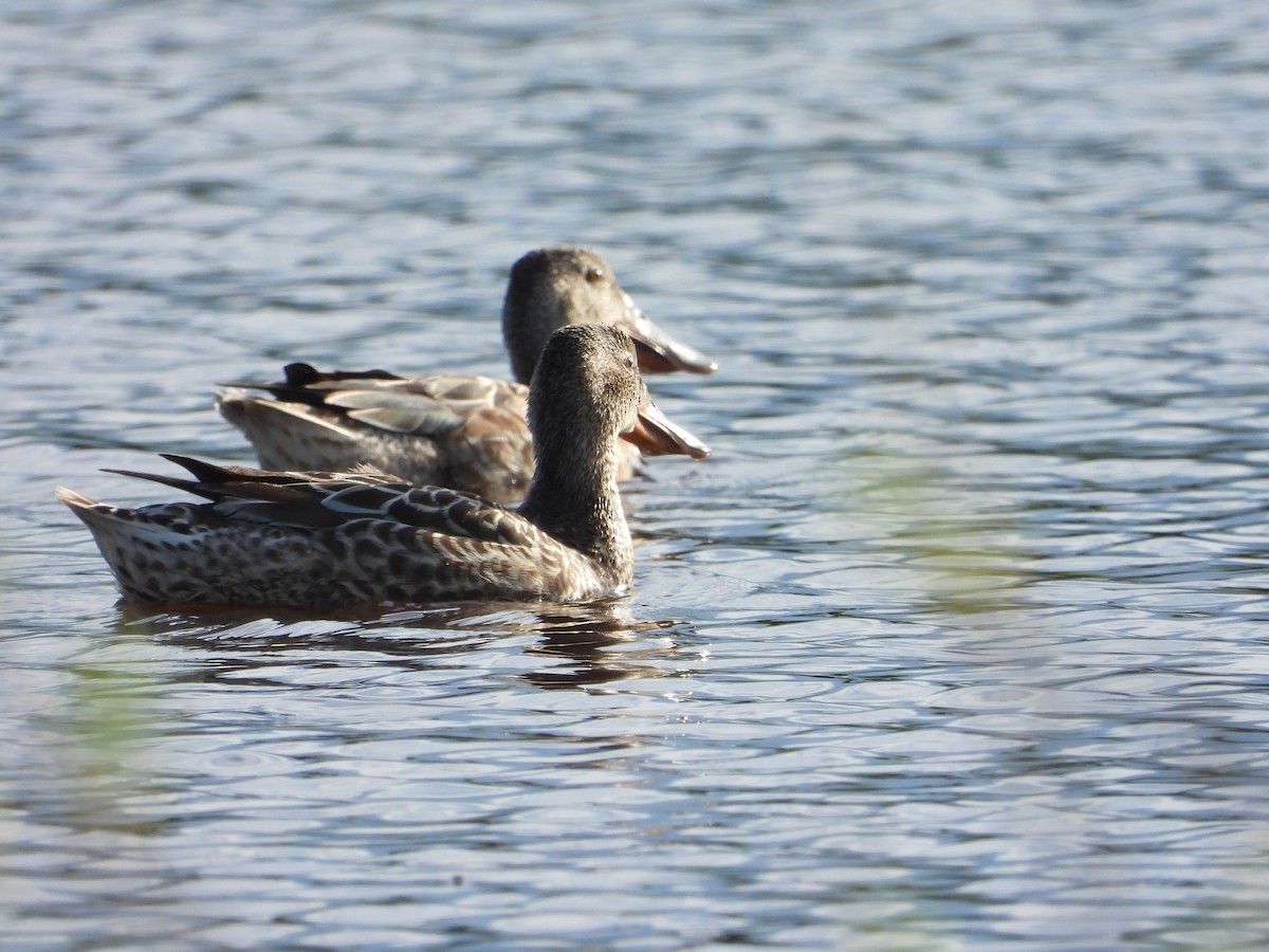 Northern Shoveler - ML646018925