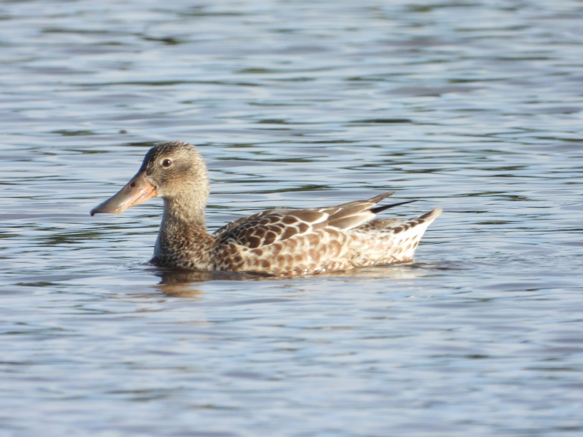 Northern Shoveler - ML646018928