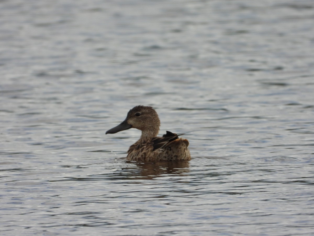 Northern Shoveler - ML646018929