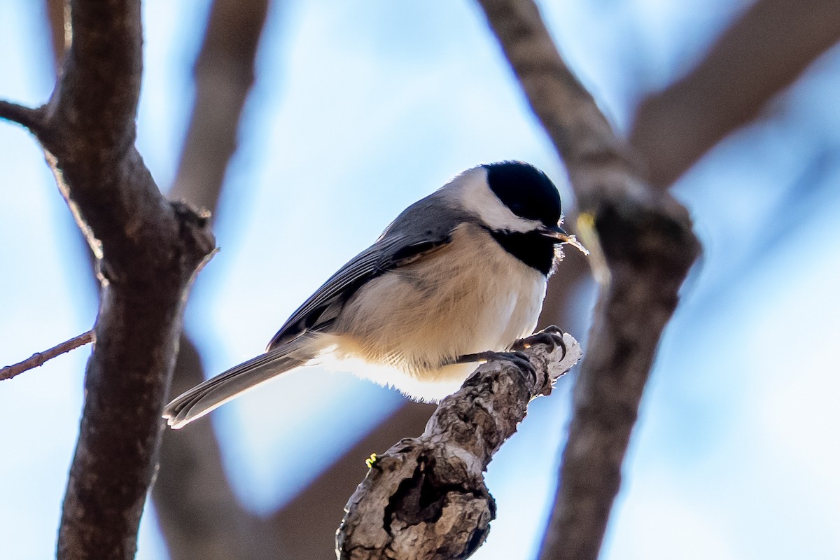 Каролинская гаичка - ML646018930