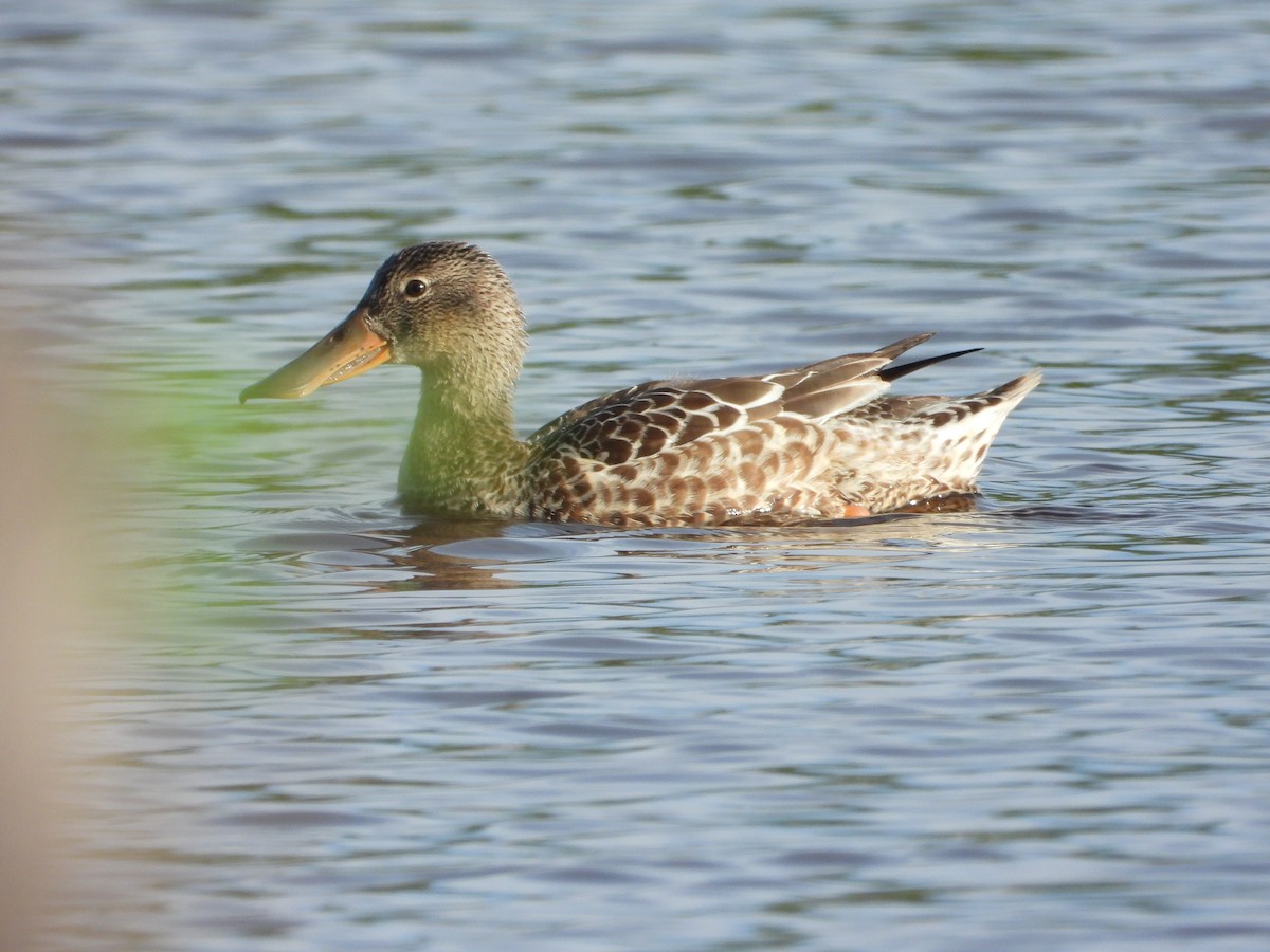 Northern Shoveler - ML646018931