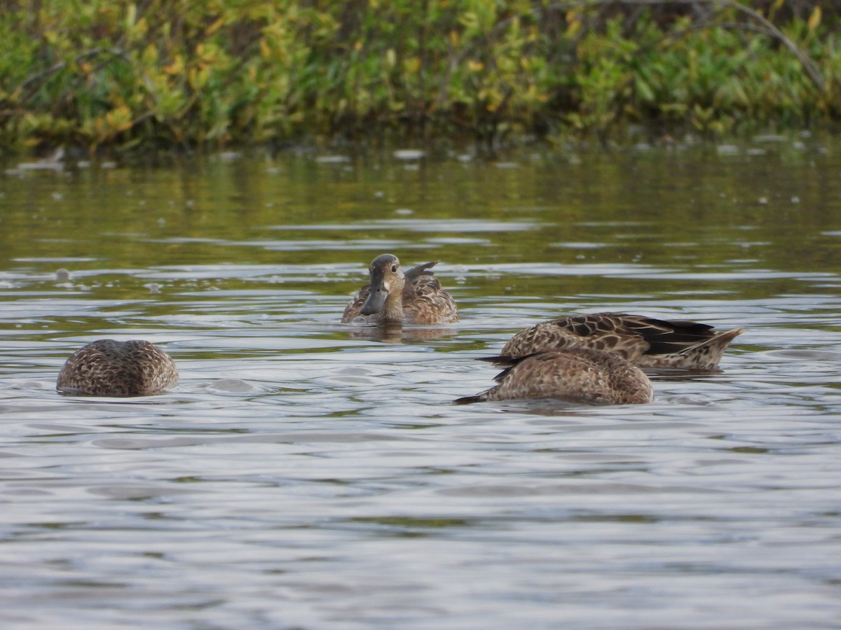 Northern Shoveler - ML646018932