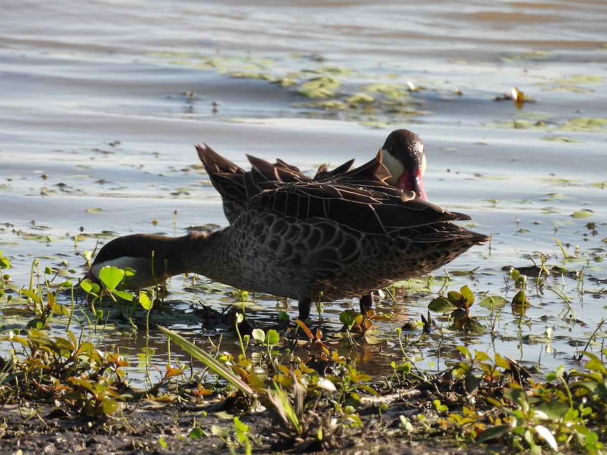 שרשיר אדום-מקור - ML646018937