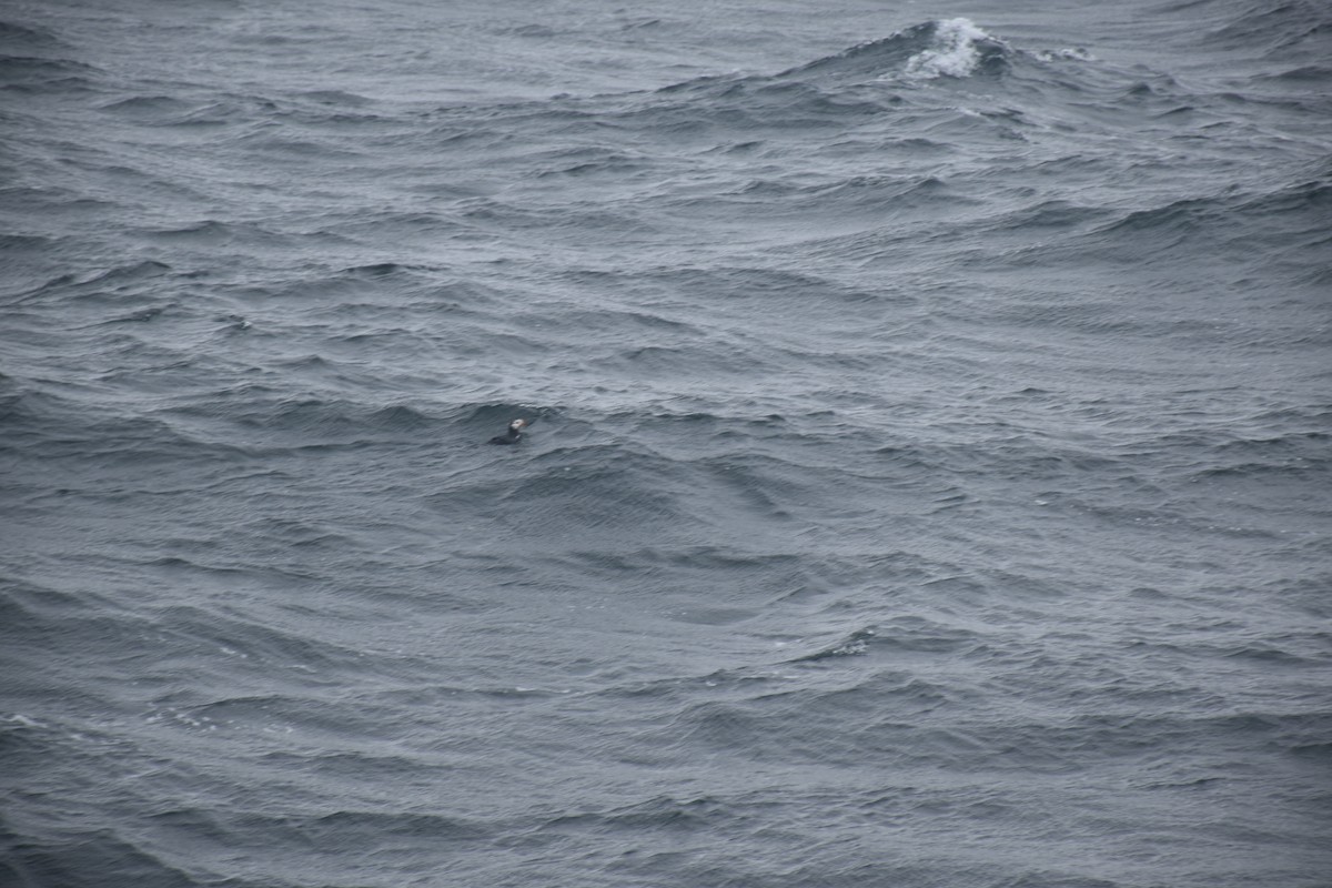 Horned Puffin - ML646018948