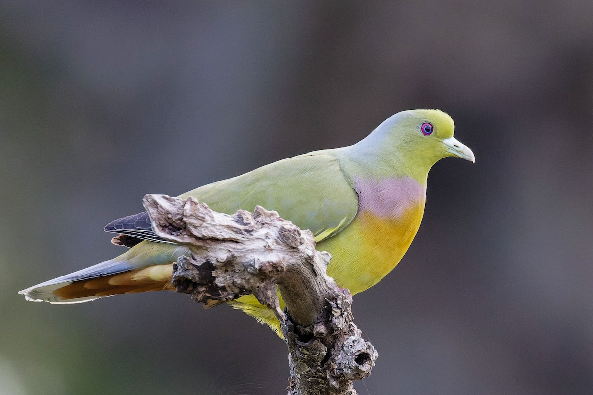 Оранжевогрудый зелёный голубь - ML646018949