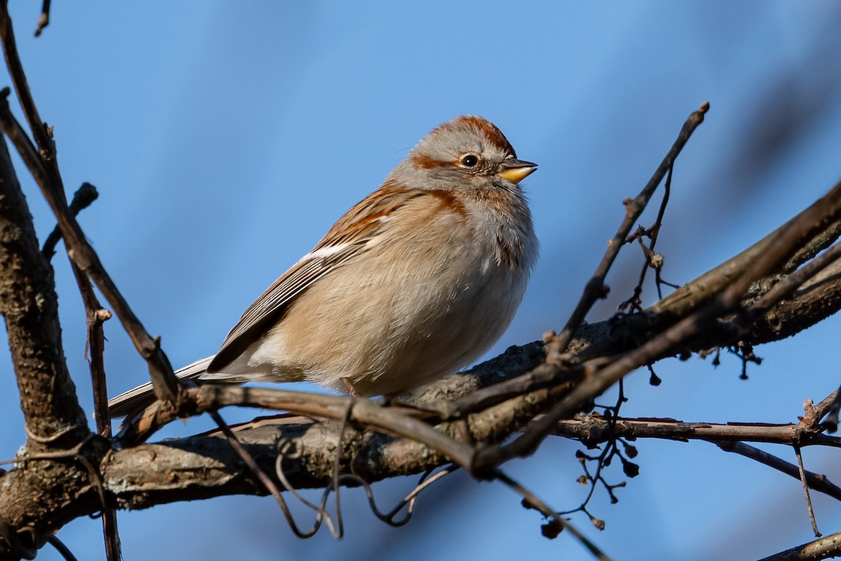 American Tree Sparrow - ML646018957