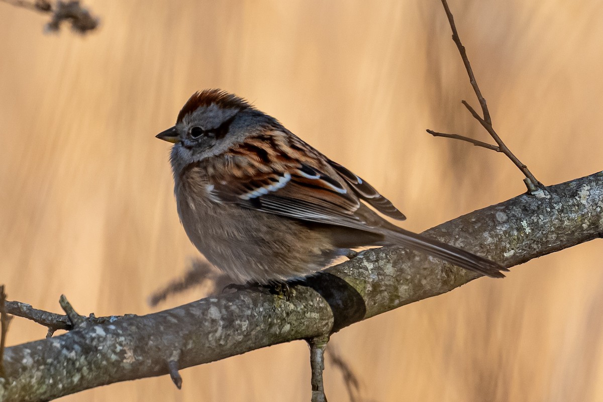 American Tree Sparrow - ML646018958
