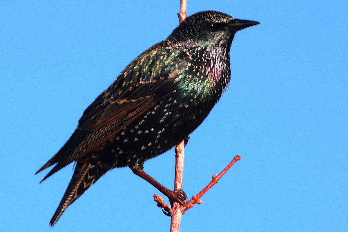 Sığırcık - ML646018960