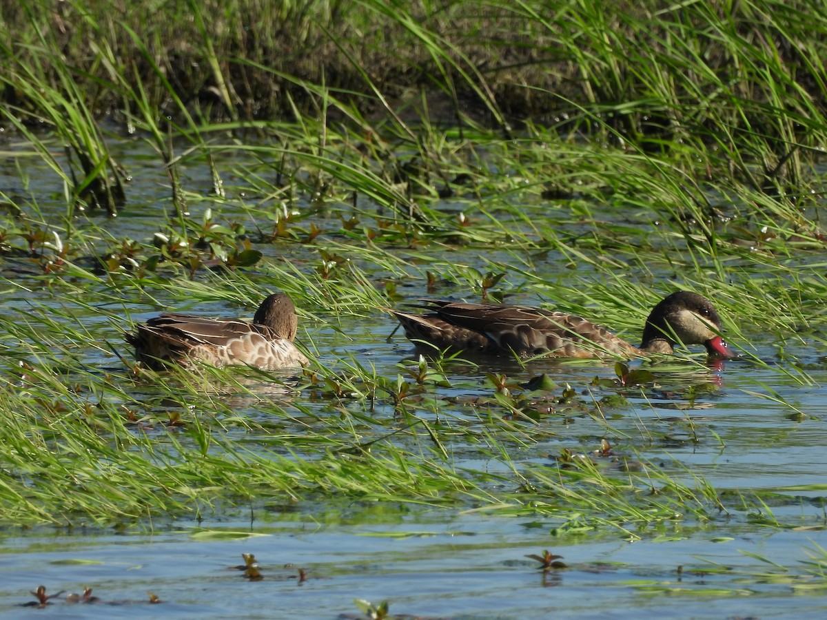 שרשיר אדום-מקור - ML646018962