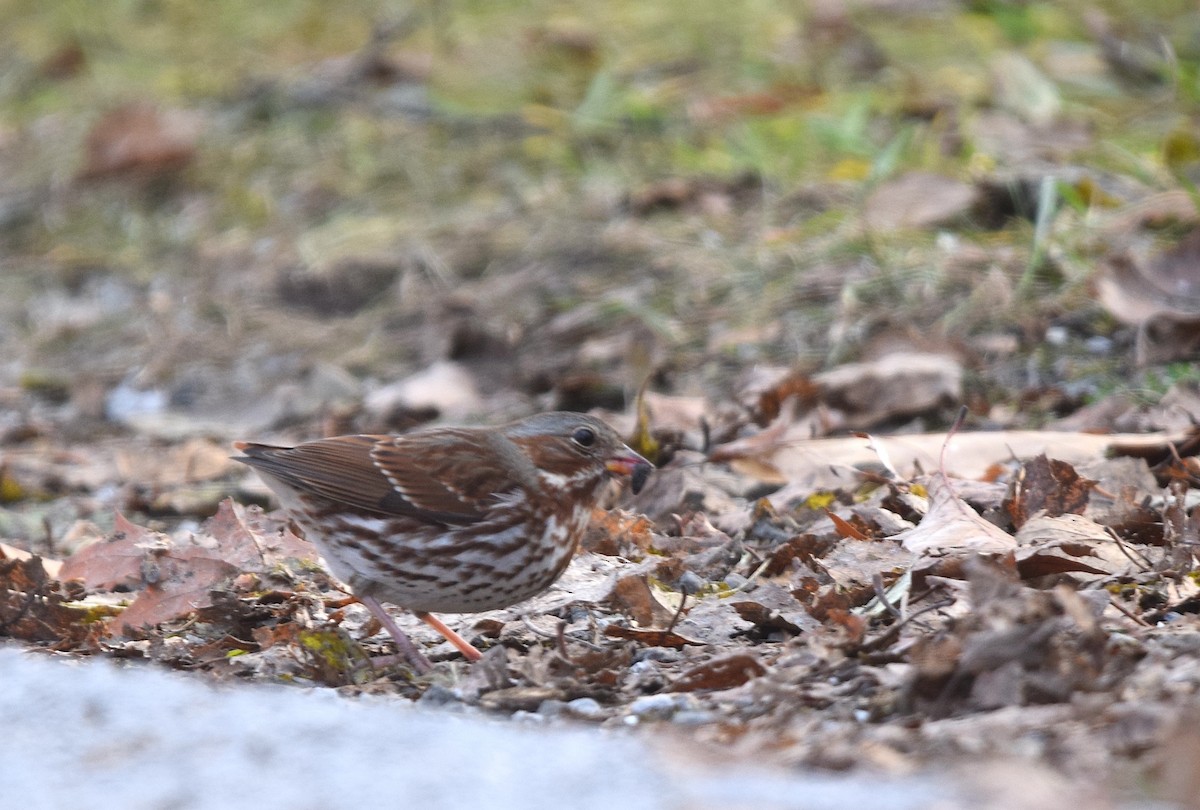 Fox Sparrow - ML646018969