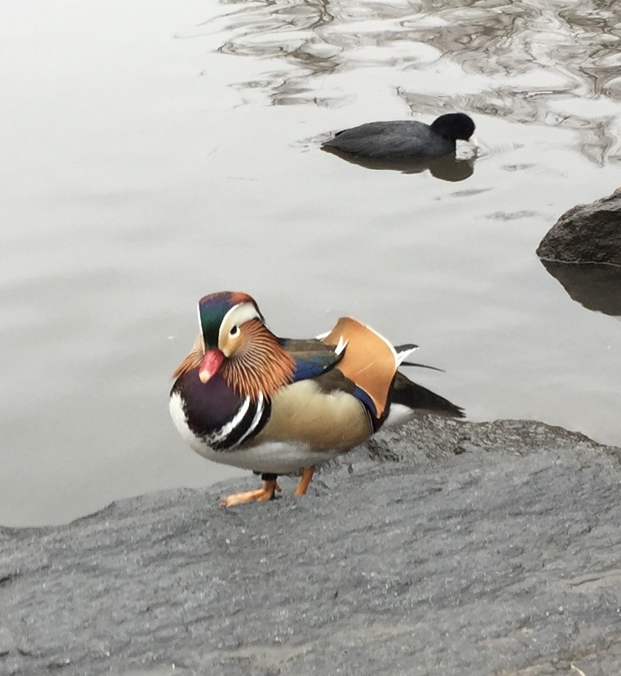 Mandarinente - ML646018976