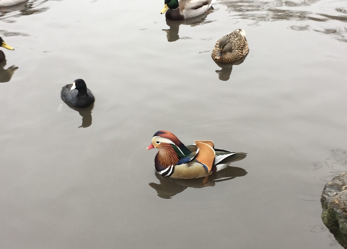 Mandarinente - ML646018977