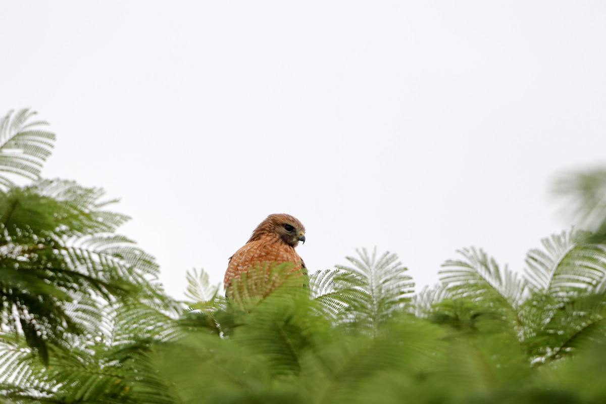 Red-shouldered Hawk - ML646018978