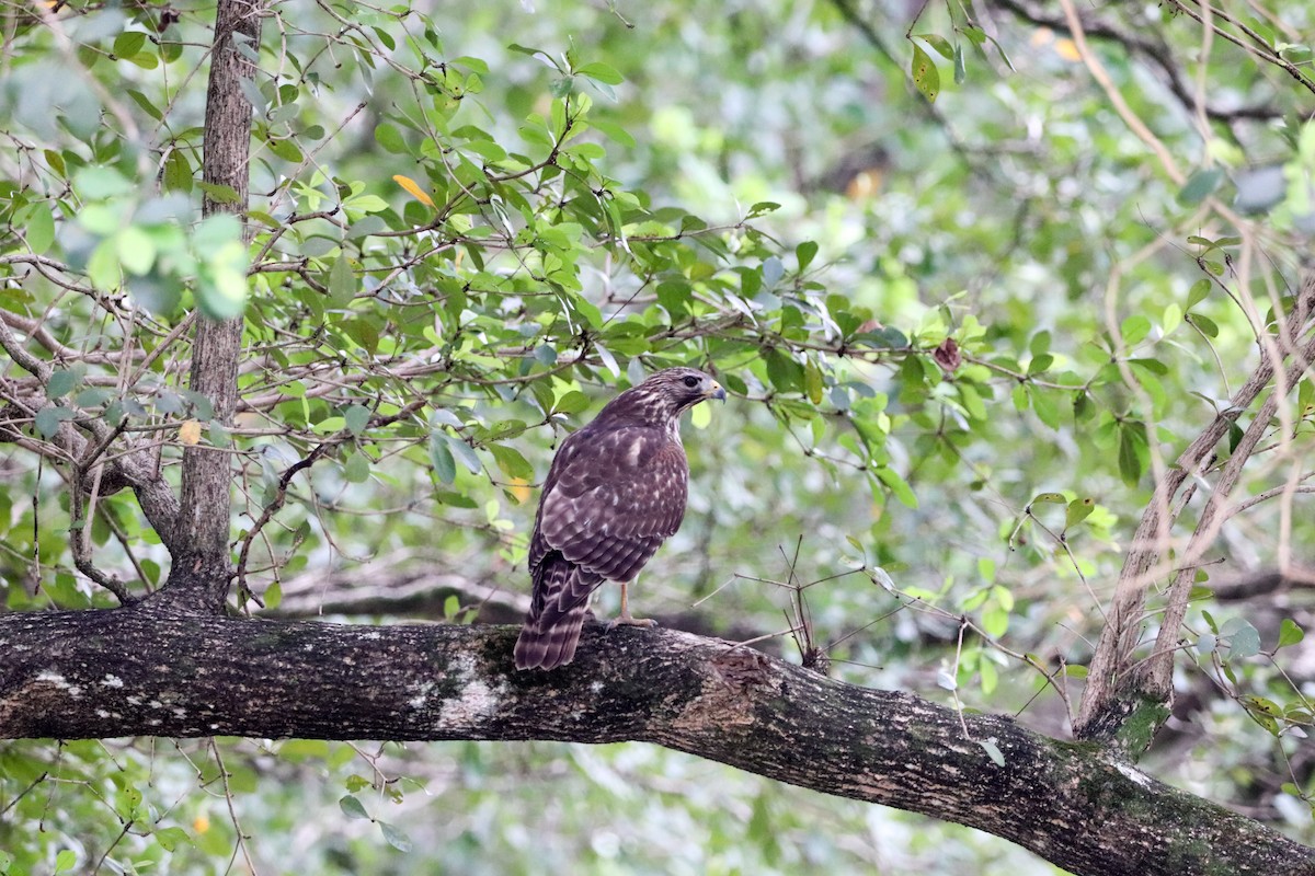 Red-shouldered Hawk - ML646018982
