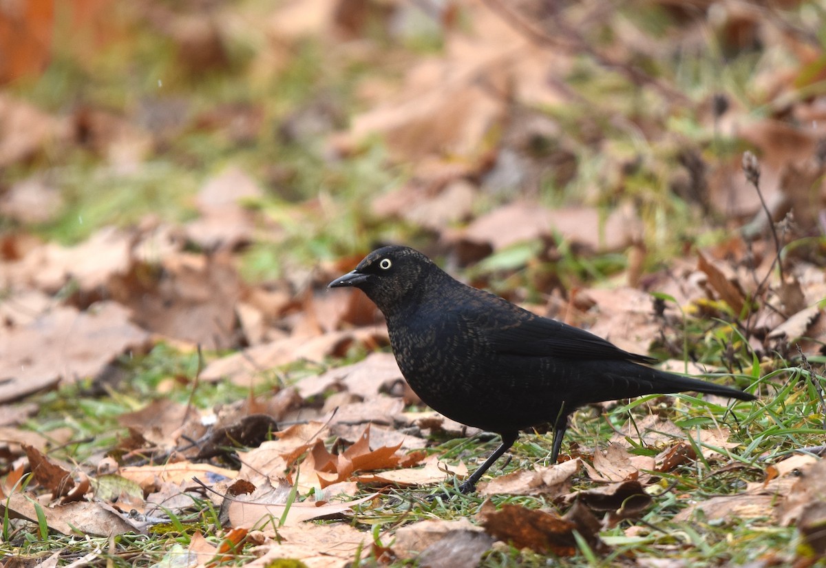 Rusty Blackbird - ML646018984