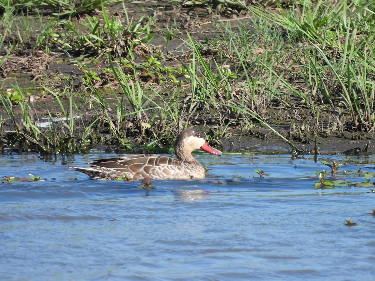 שרשיר אדום-מקור - ML646018985