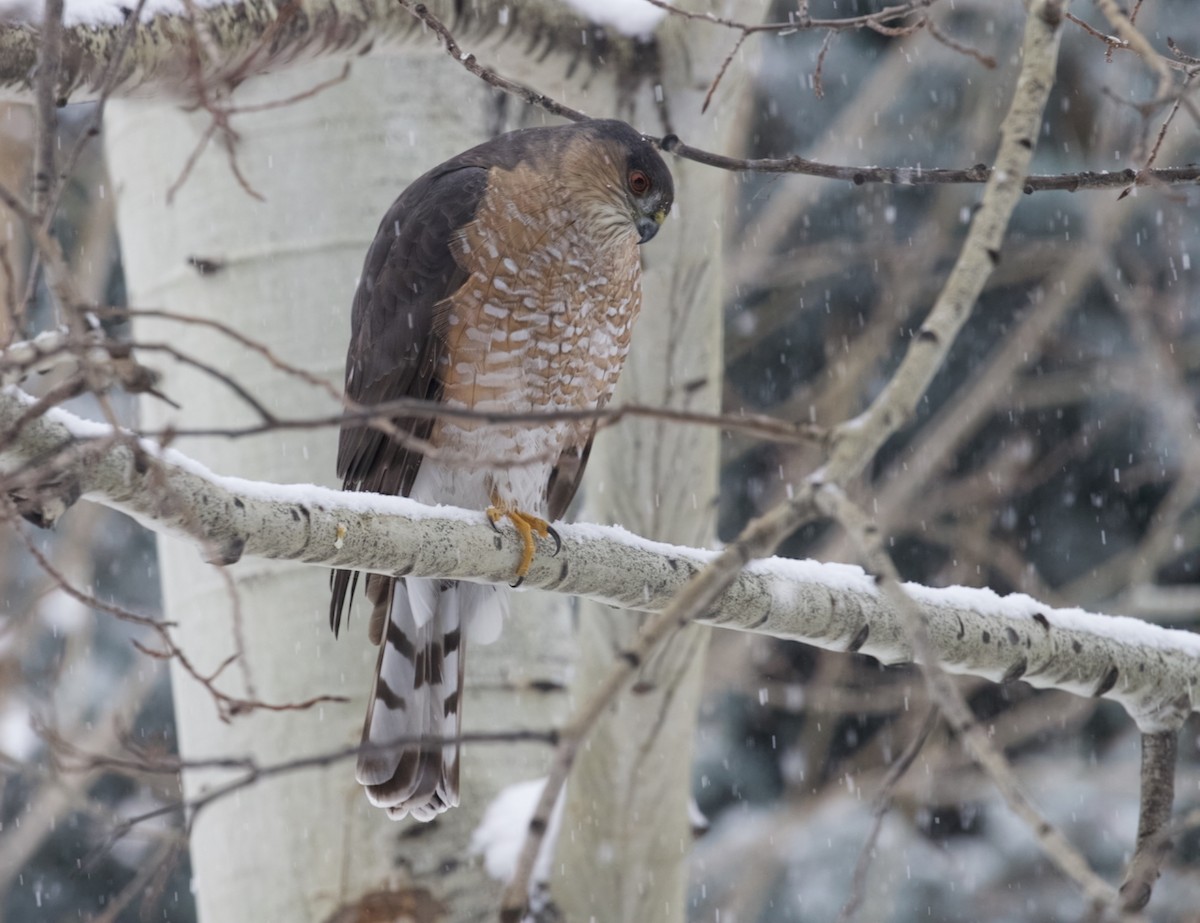 Sharp-shinned Hawk (Northern) - ML646018987