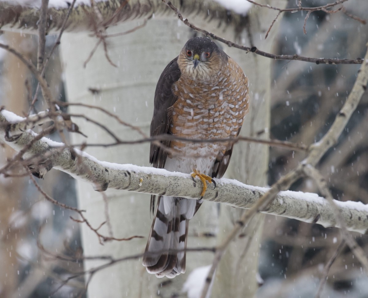 Sharp-shinned Hawk (Northern) - ML646018988