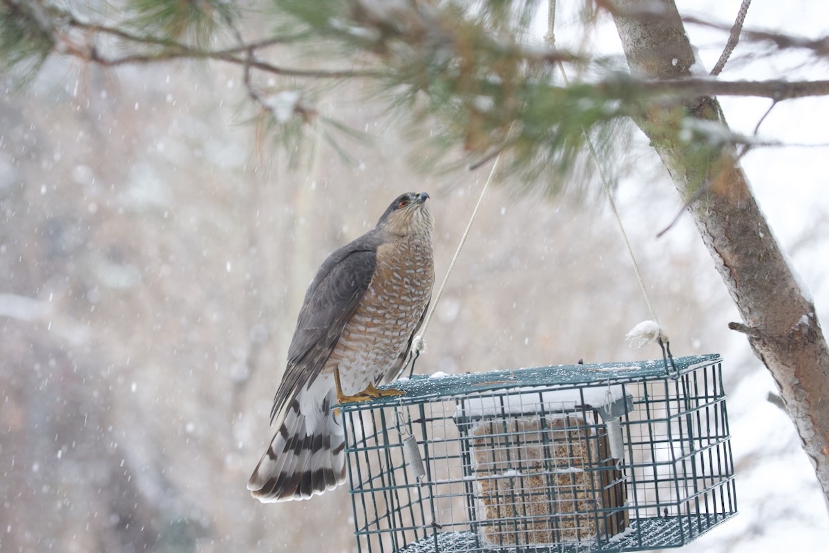 Sharp-shinned Hawk (Northern) - ML646018989