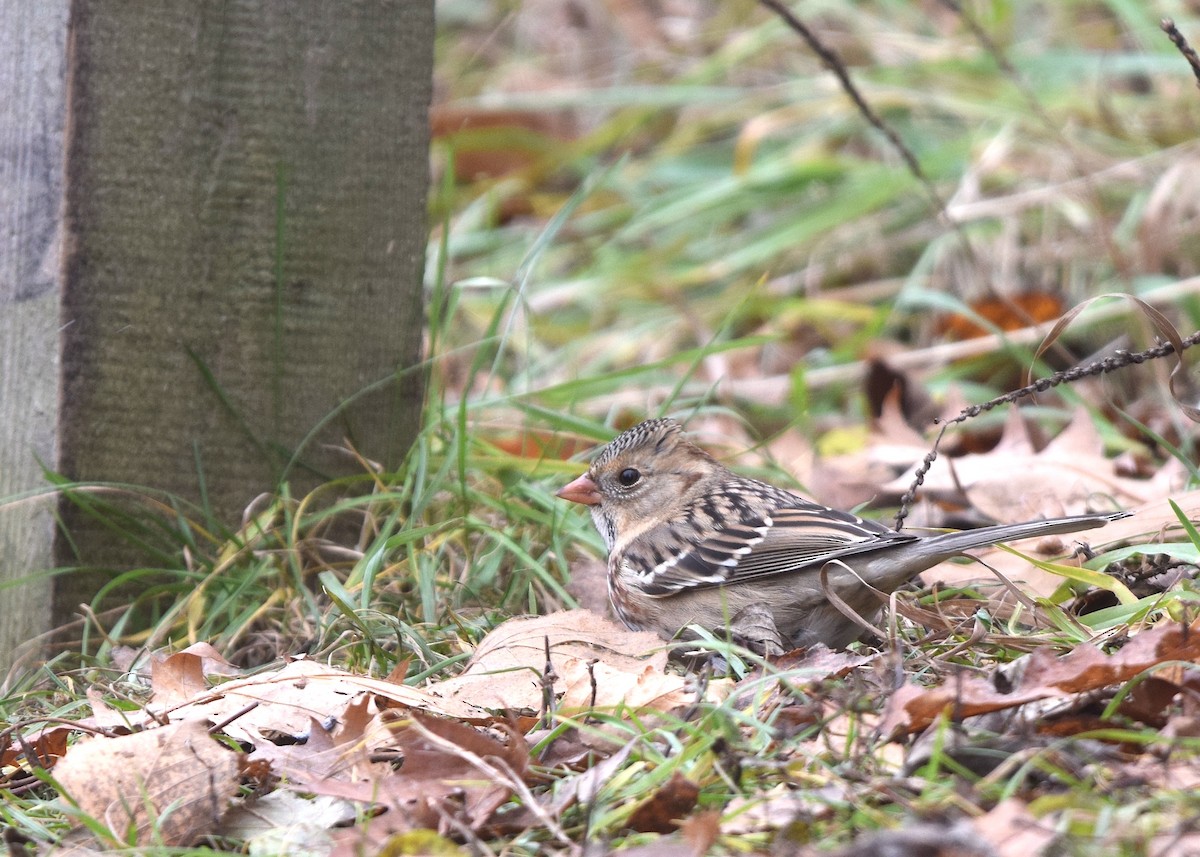 Harris's Sparrow - ML646018994