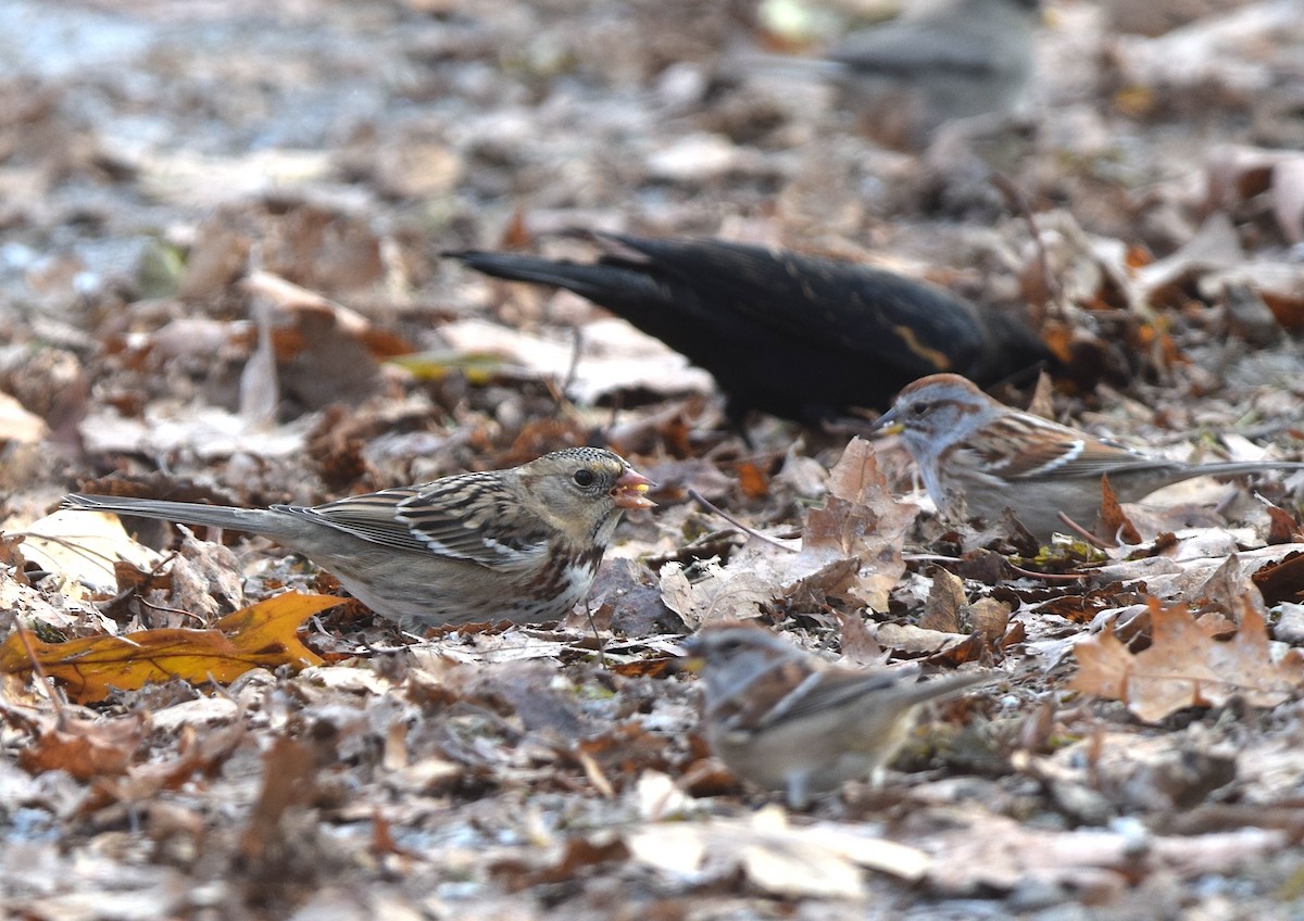 Harris's Sparrow - ML646018995