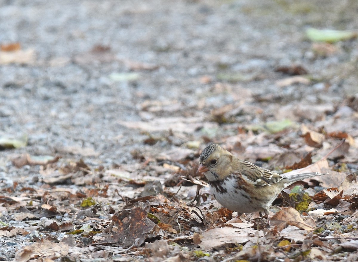 Harris's Sparrow - ML646018996