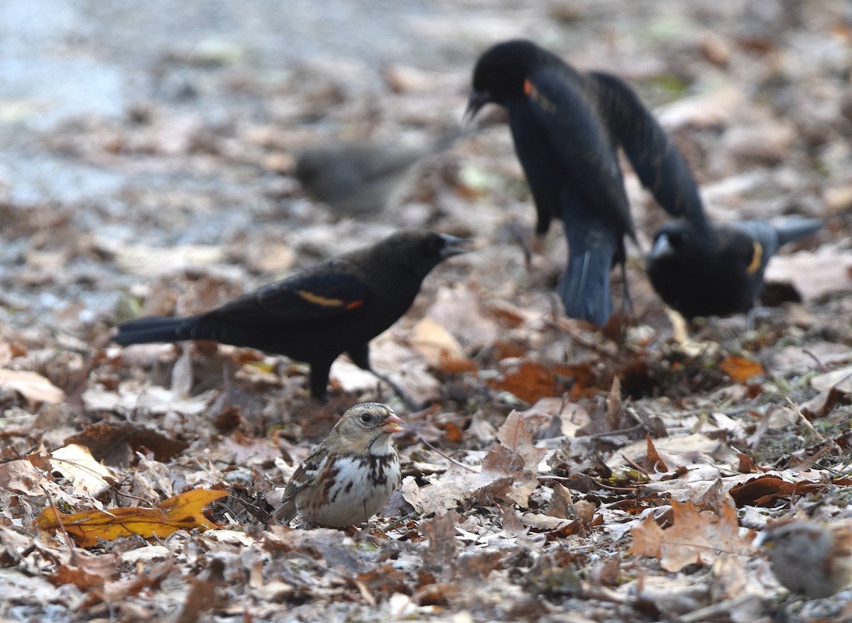 Harris's Sparrow - ML646018997