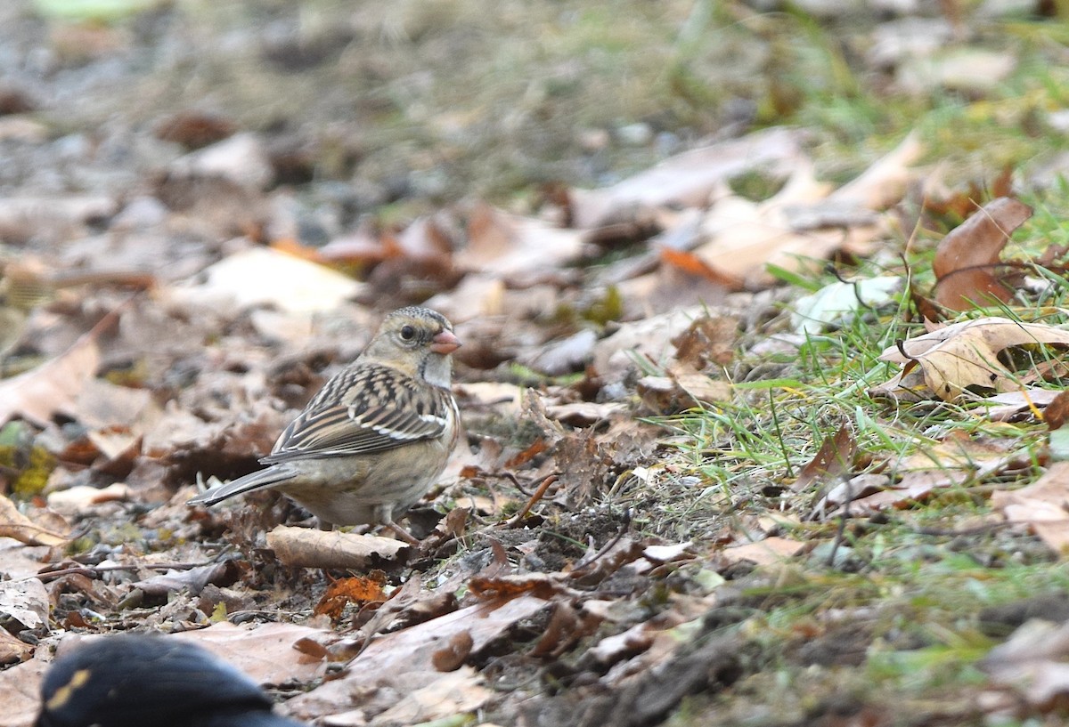 Harris's Sparrow - ML646018998