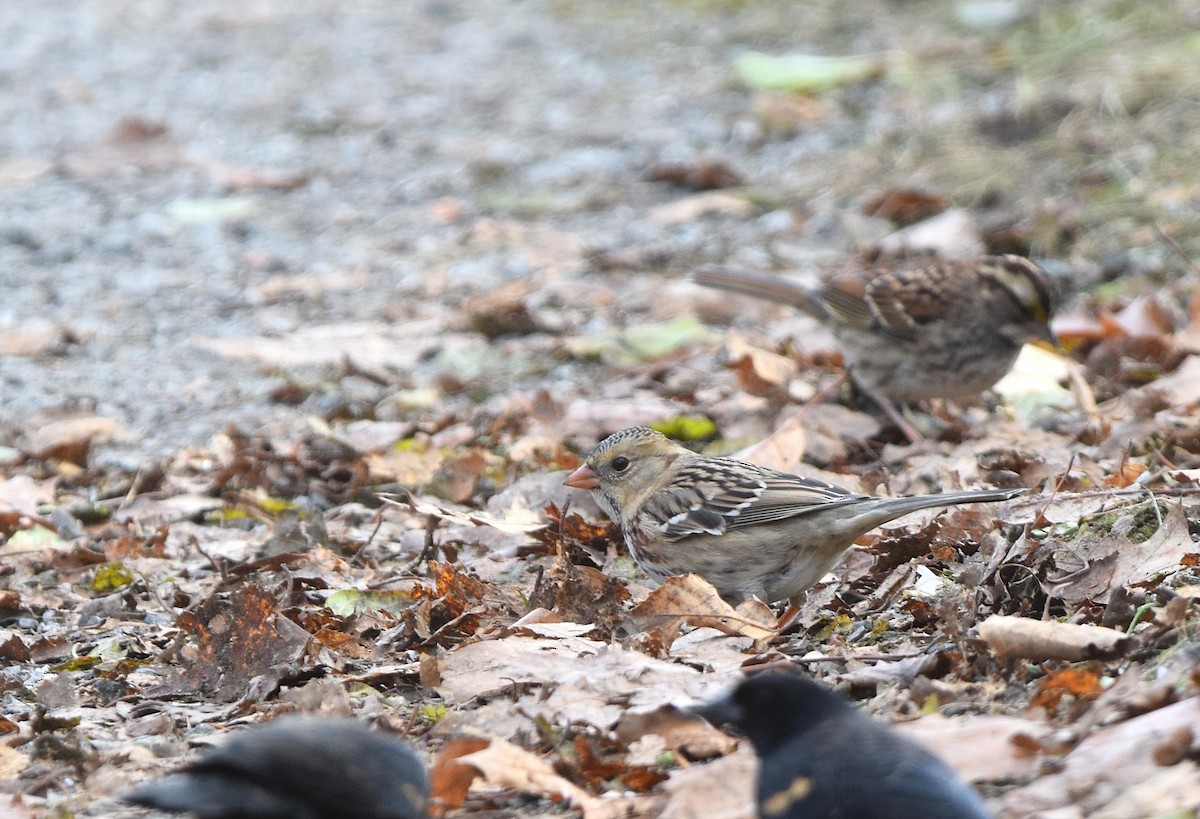 Harris's Sparrow - ML646018999