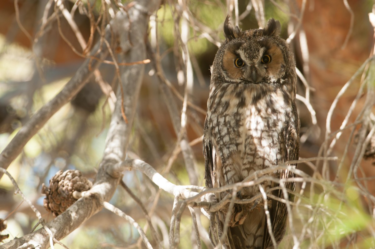 Long-eared Owl - ML646019006