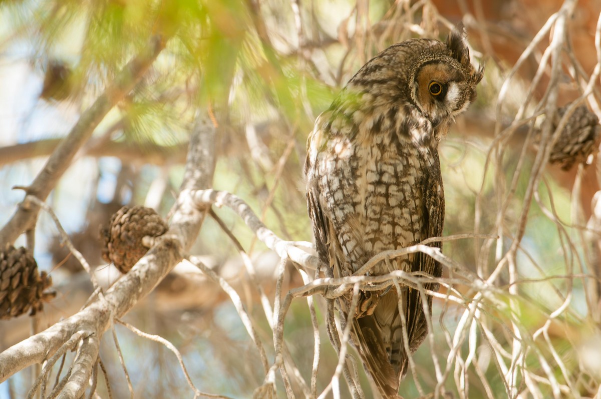 Long-eared Owl - ML646019007