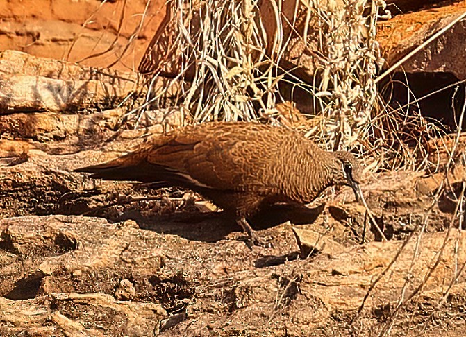 Белокрылый каменный голубь - ML646019009