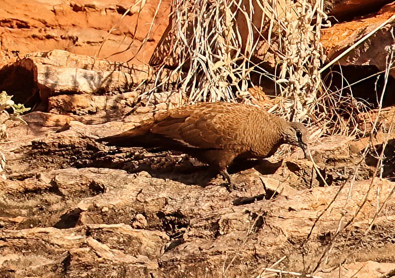 Белокрылый каменный голубь - ML646019010