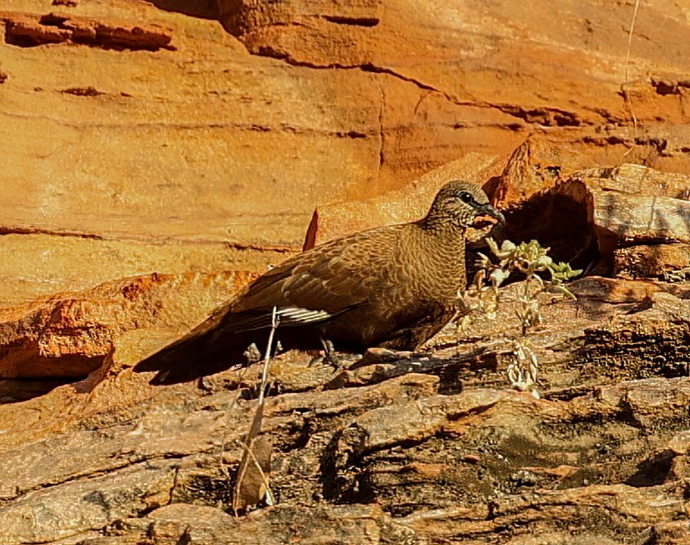 Белокрылый каменный голубь - ML646019011