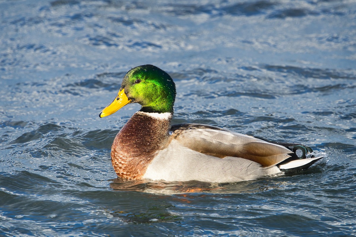 Mallard - ML646019024