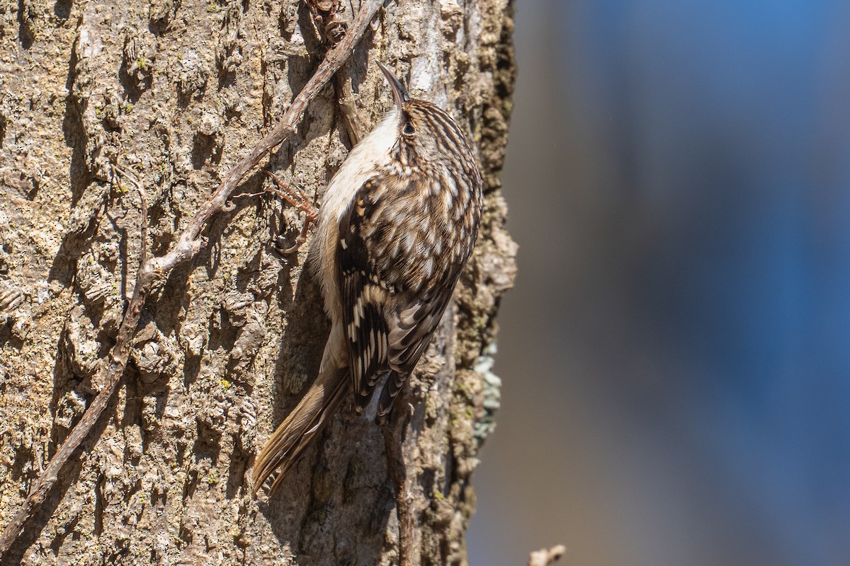 Brown Creeper - ML646019031