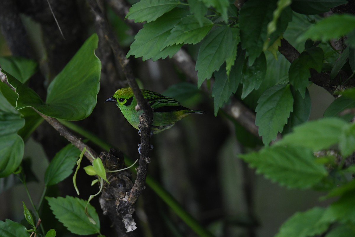 Tangara Florida - ML646019033