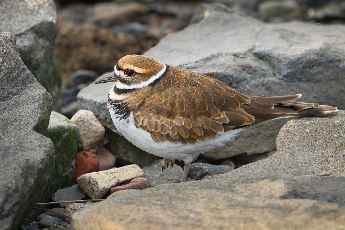 Killdeer - ML646019037