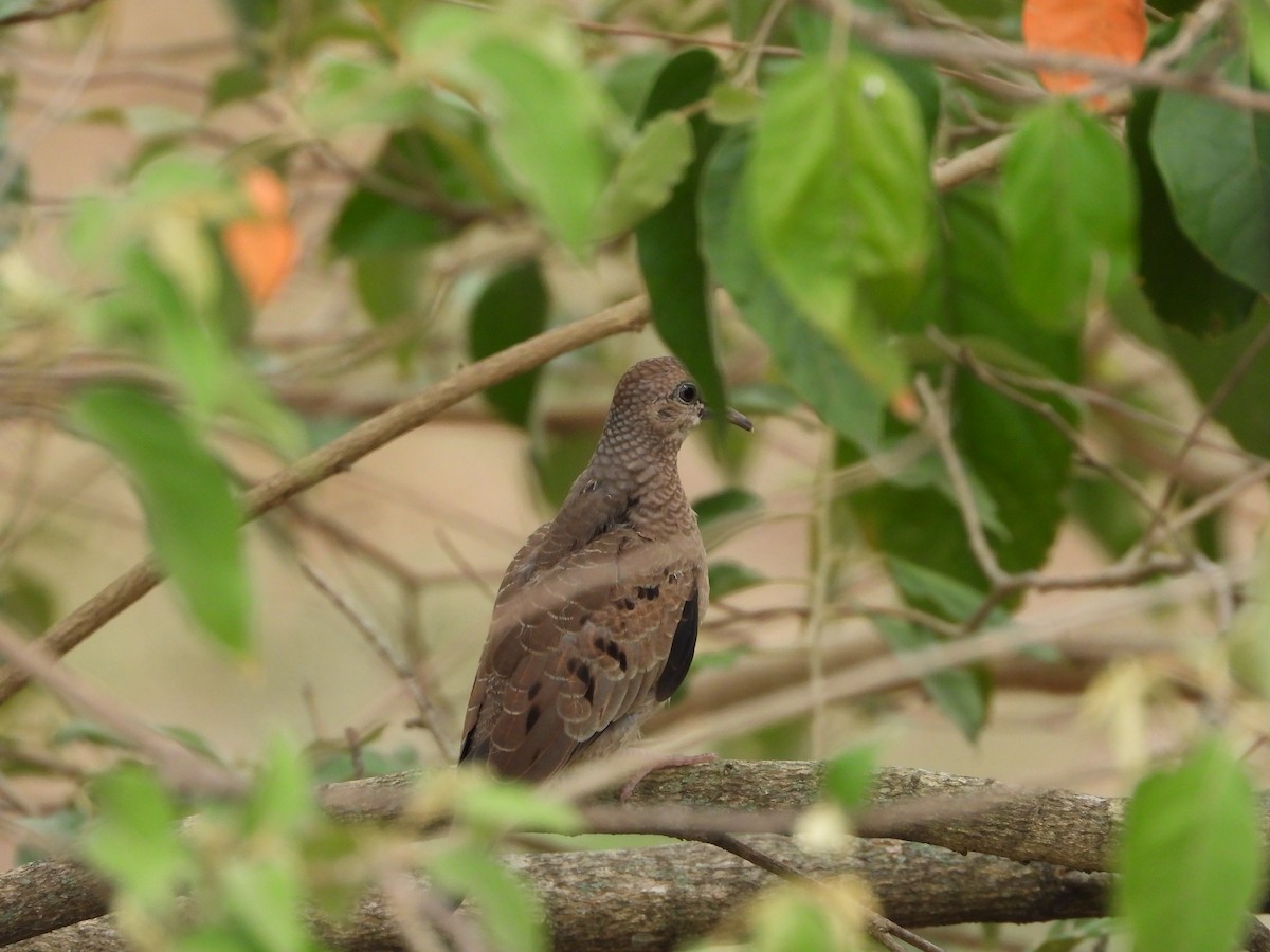 Columbina Común - ML646019038