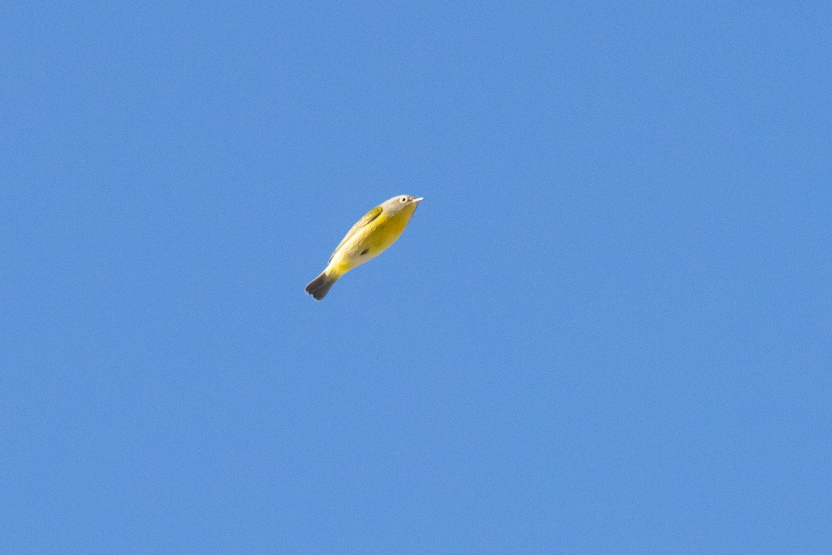 Reinita de Nashville - ML646019039