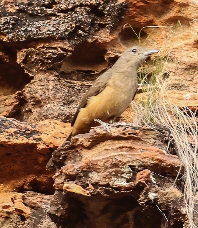 Picanzo Roquero - ML646019043