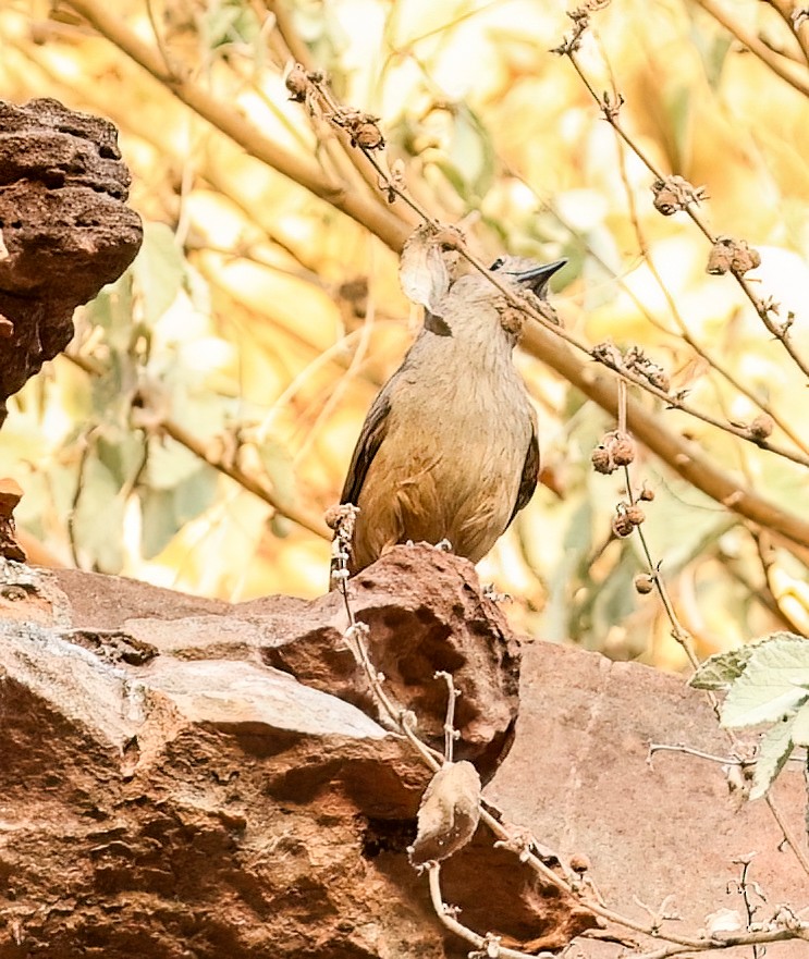 Picanzo Roquero - ML646019044