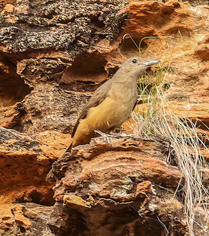 Picanzo Roquero - ML646019045