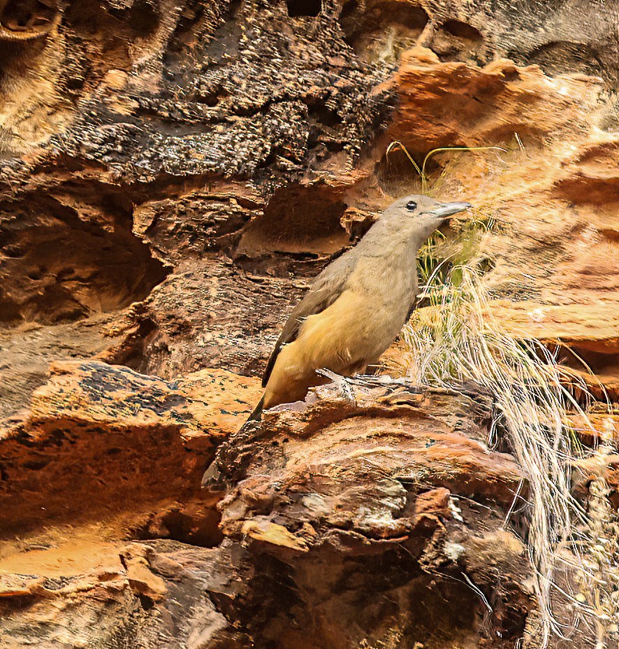 Picanzo Roquero - ML646019046