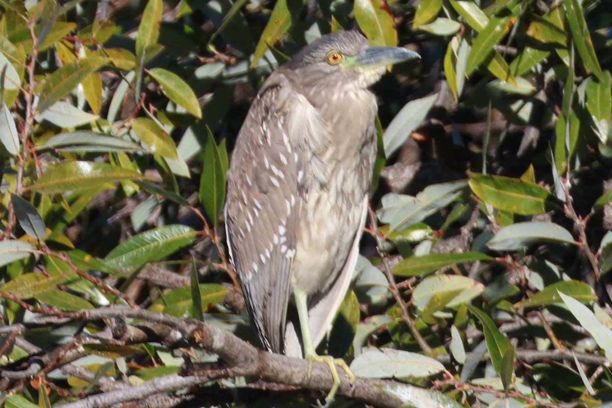 Martinete Común - ML646019047