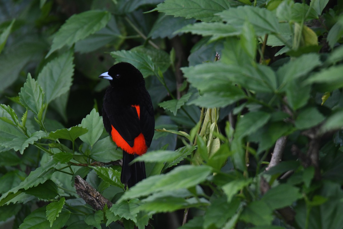 Tangara Terciopelo - ML646019048