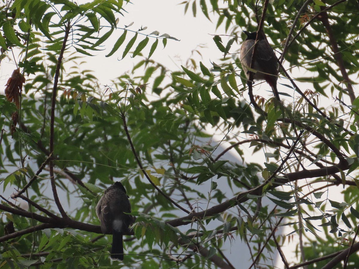 Bulbul Cafre - ML646019049