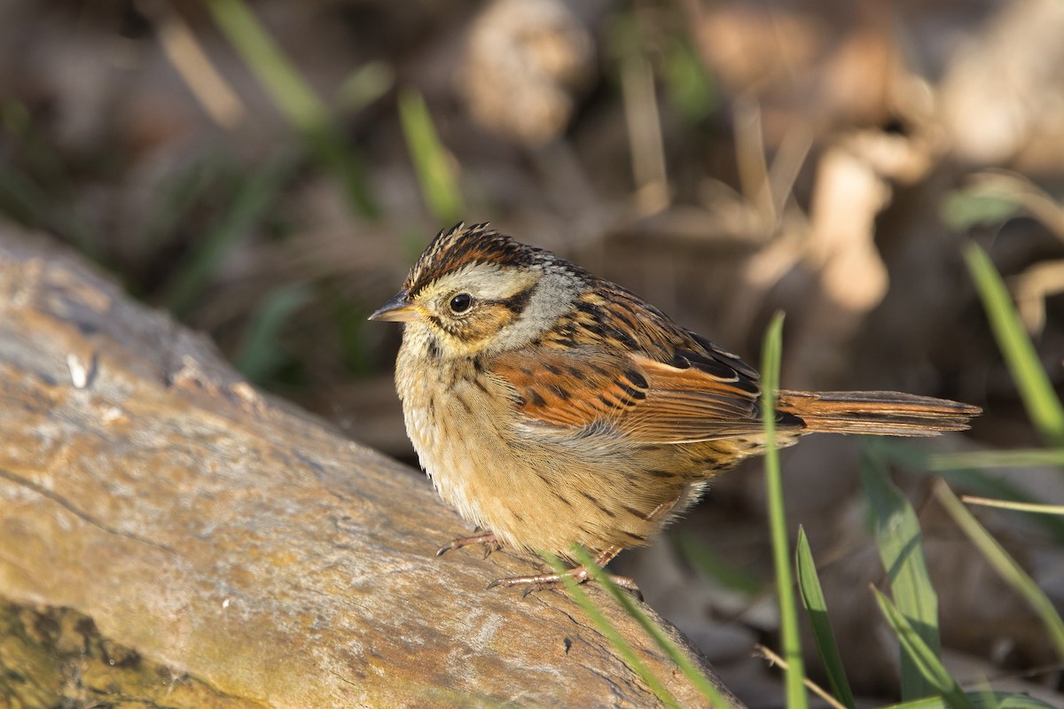 Chingolo Pantanero - ML646019053