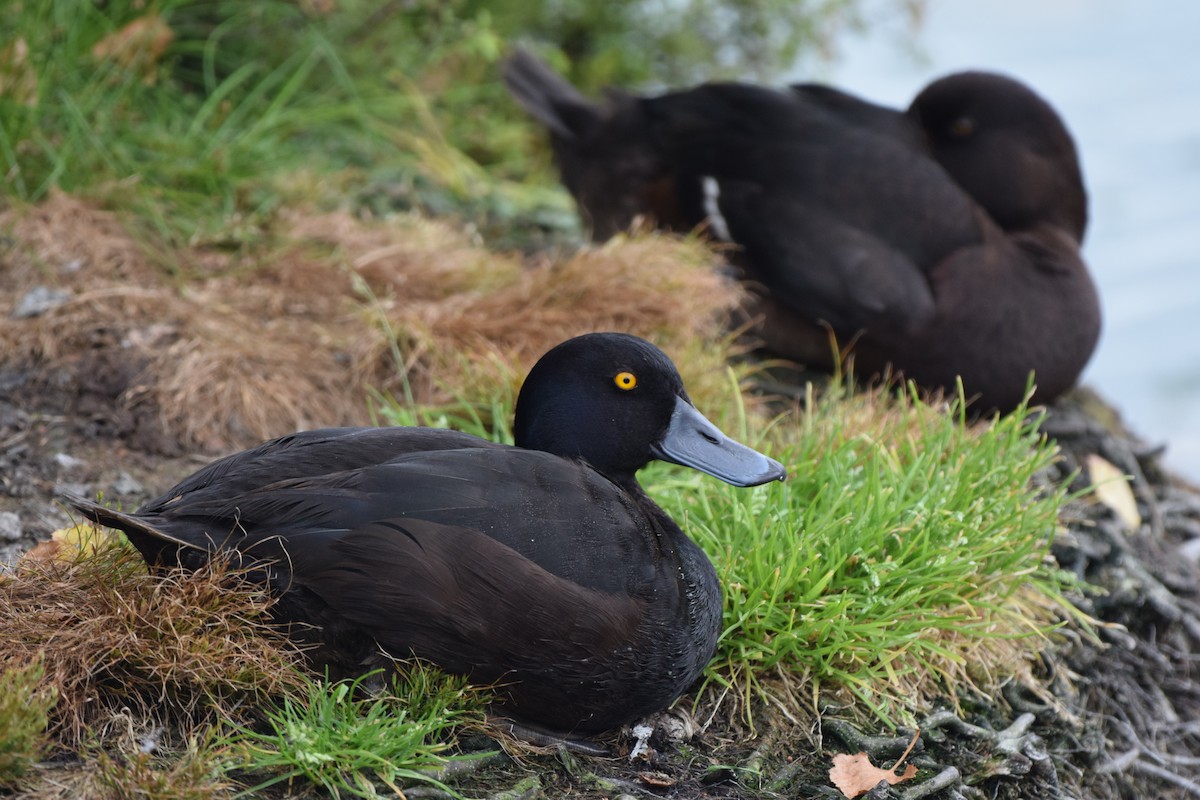 Yeni Zelanda Patkası - ML646019054