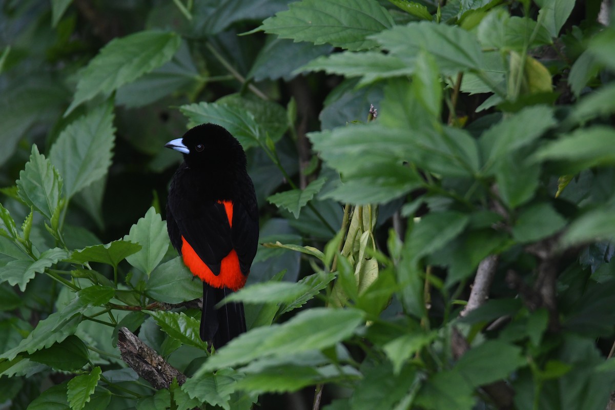 Tangara Terciopelo - ML646019058